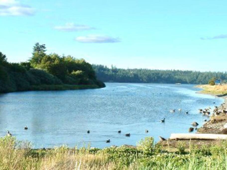 דירות ויקטוריה Esquimalt Lagoon Life מראה חיצוני תמונה